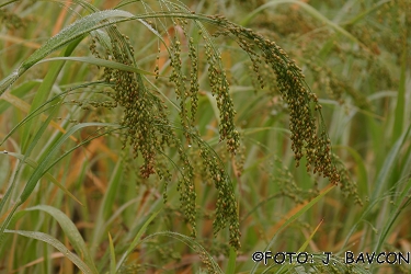 Panicum miliaceum