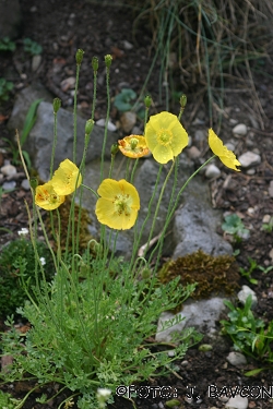 Papaver alpinum