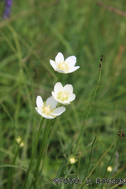 Parnassia palustris