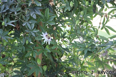 Passiflora caerulea