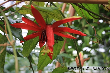 Passiflora coccinea