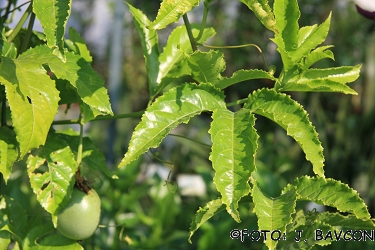 Passiflora edulis