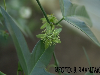 Passiflora suberosa