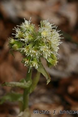 Petasites albus