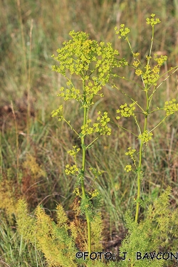 Peucedanum officinale