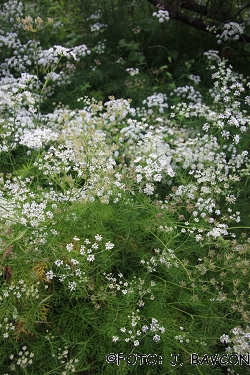 Peucedanum schottii