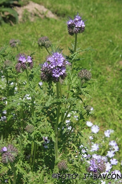 Phacelia ciliata