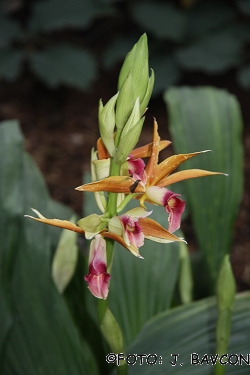 Phaius tankervilleae