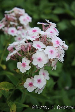 Phlox paniculata