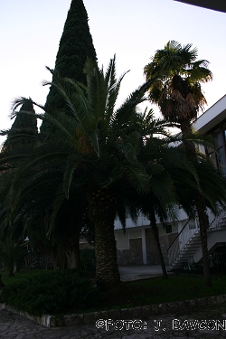 Phoenix canariensis