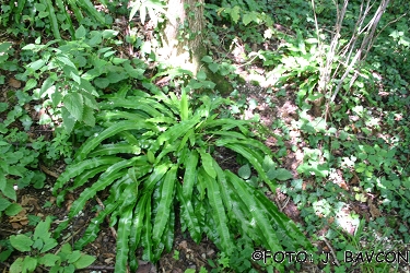 Phyllitis scolopendrium