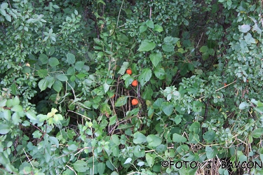 Physalis alkekengi 