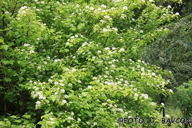 Physocarpus opulifolius