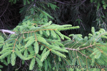 Picea abies