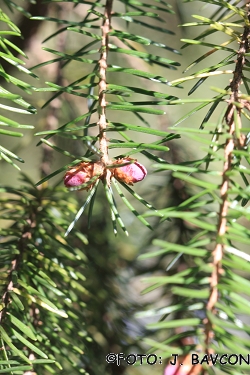 Picea omorika