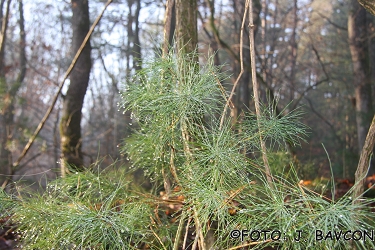 Pinus strobus