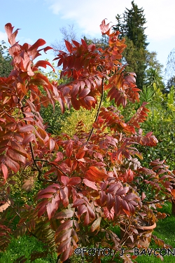 Pistacia atlantica