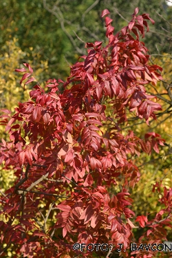 Pistacia terebinthus