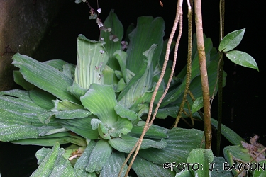 Pistia stratiotes