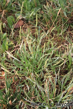 Plantago coronopus