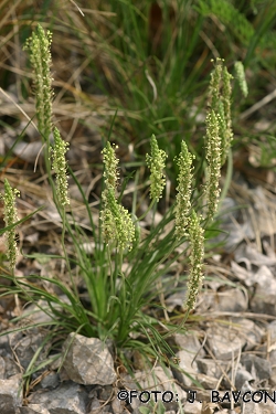 Plantago holosteum