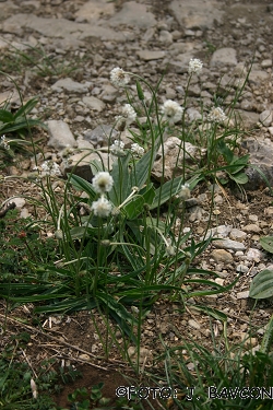 Plantago lanceolata