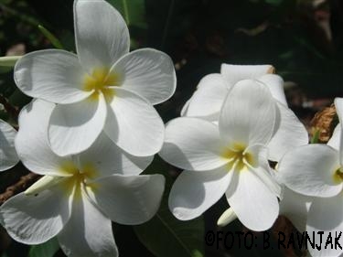 Plumeria rubra