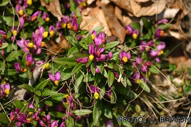 Polygala chamaebuxus