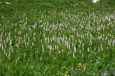 Polygonum bistorta