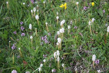 Polygonum viviparum