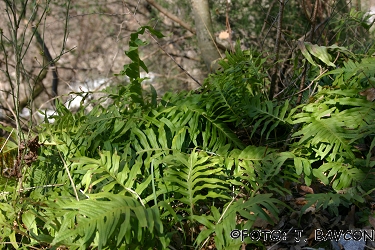 Polypodium australe