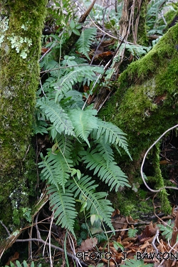 Polypodium interjectum