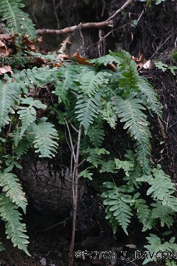 Polypodium vulgare