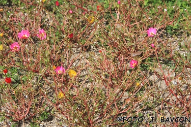 Portulaca grandiflora