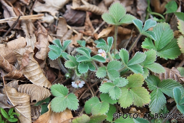 Potentilla alba