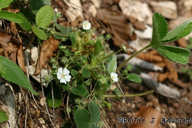 Potentilla carniolica