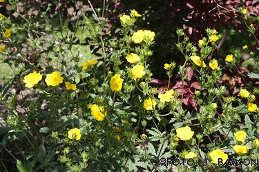 Potentilla thuringiaca