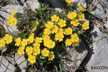 Potentilla tommasiniana