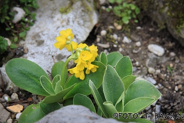 Primula auricula