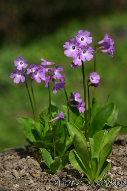 Primula carniolica