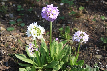 Primula denticulata