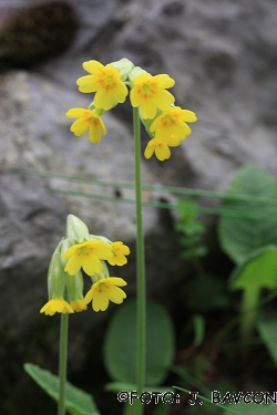 Primula veris 