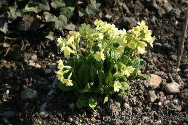 Primula vulgaris