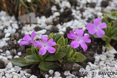 Primula wulfeniana