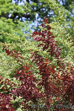 Prunus cerasifera var. pissardii