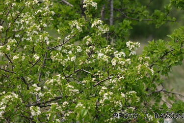 Prunus mahaleb