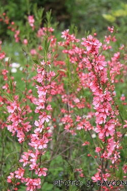 Prunus tenella