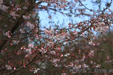 Prunus x subhirtella 'Automnalis Rosea'