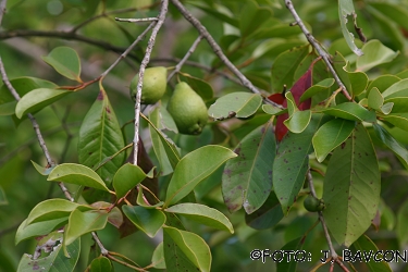 Psidium littorale