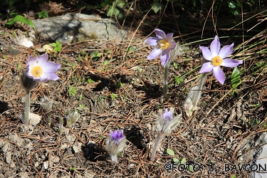 Pulsatilla grandis